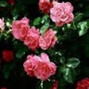 Meet your Posher, Mckenna rogers